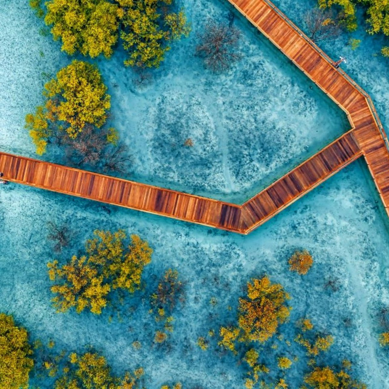 Jubail Mangrove Park: Boardwalk Experience Tour - Photo 1 of 8